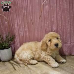 Duke, Mini Goldendoodle Puppy